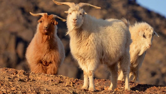 How Is Cashmere Made? From Mountain Goats to Luxurious Accessories